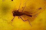 Two Fossil Flies (Diptera) In Baltic Amber #128348-3